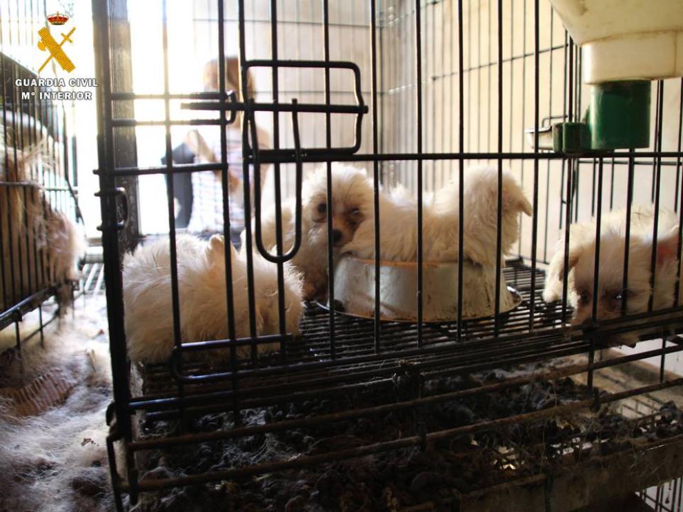 Investigan a dos personas por un delito de maltrato animal en Maella