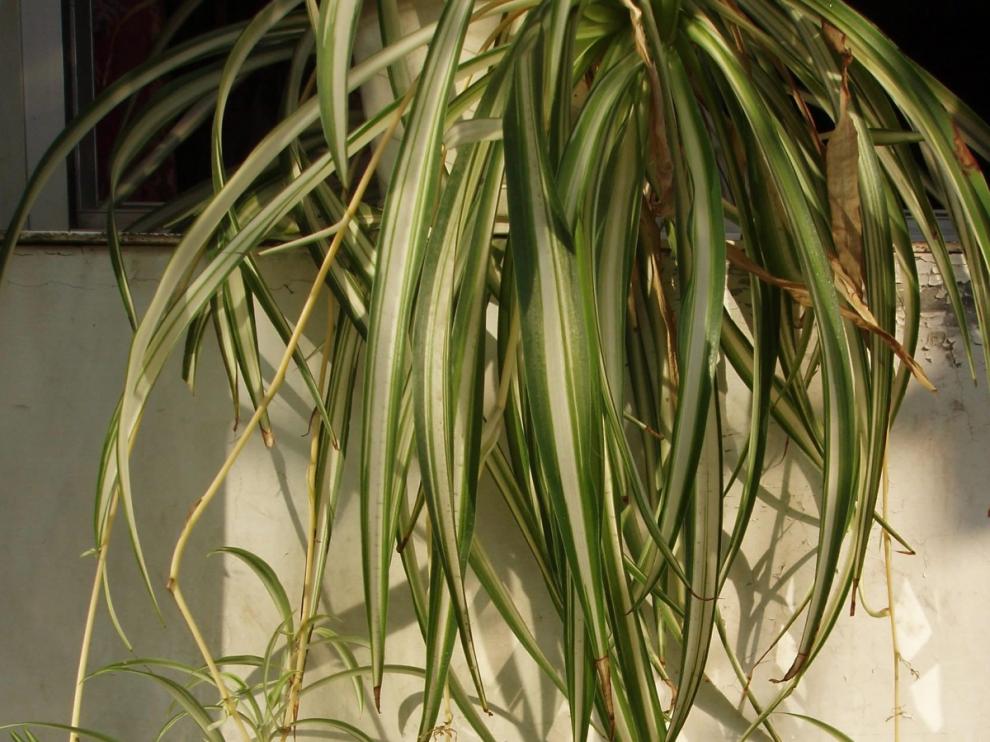 ¿Qué plantas purifican el aire?