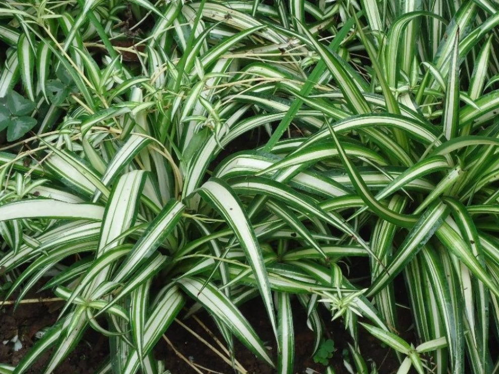 La cinta es una de las plantas que purifica el aire de una casa.
