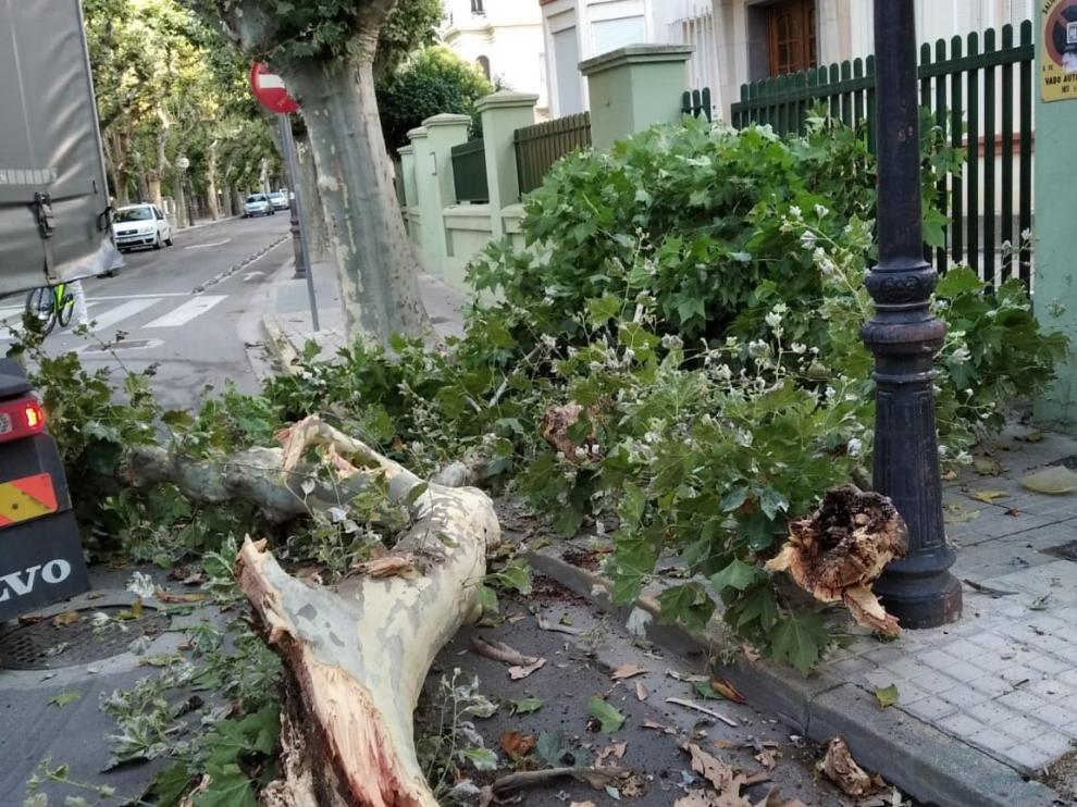 El árbol cayó sobre la acera de la calle de Parque, por donde caminaba una mujer.