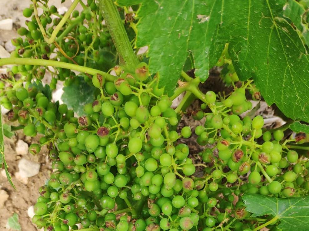 El granizo daña las pocas cerezas sanas de Codos y afecta a vides en Belmonte