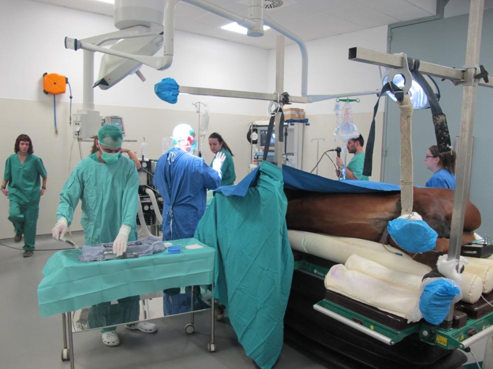 Intervención a un caballo en el área de grandes animales del Hospital Veterinario de la Universidad de Zaragoza.