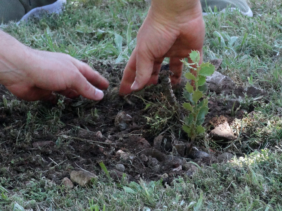 Carrasca plantada en Utrillas.