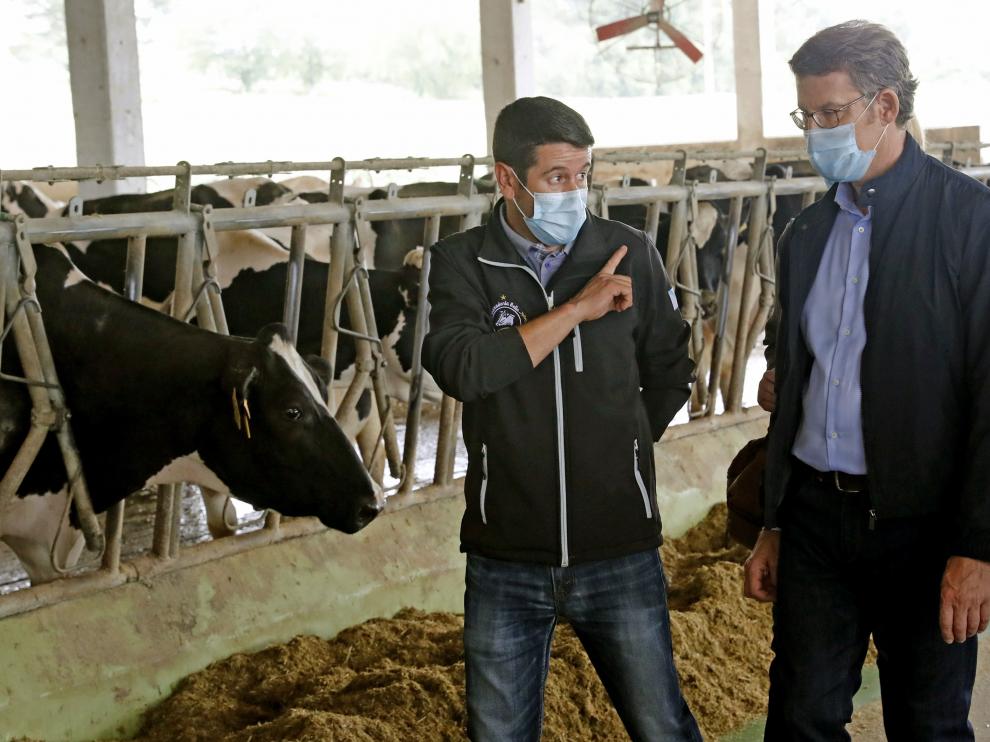 El candidato del PP y presidente gallego, Alberto Núñez Feijoó, en una vista a una granja este domingo en el municipio coruñés de Trazo.