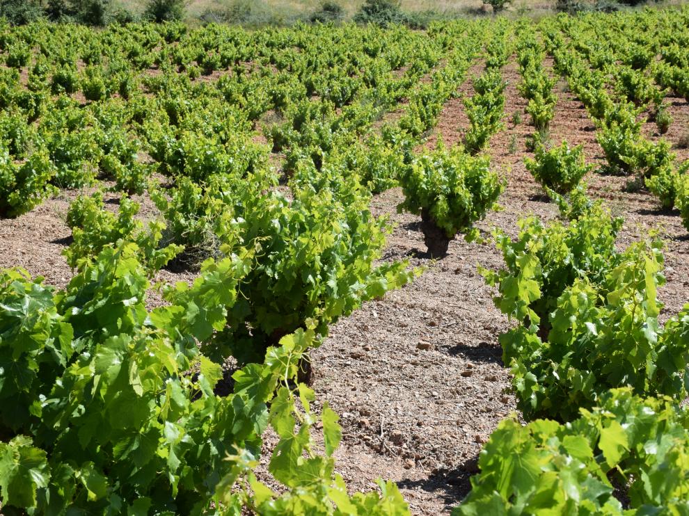 Viñedos viejos de garnacha en la D. O. Cariñena.