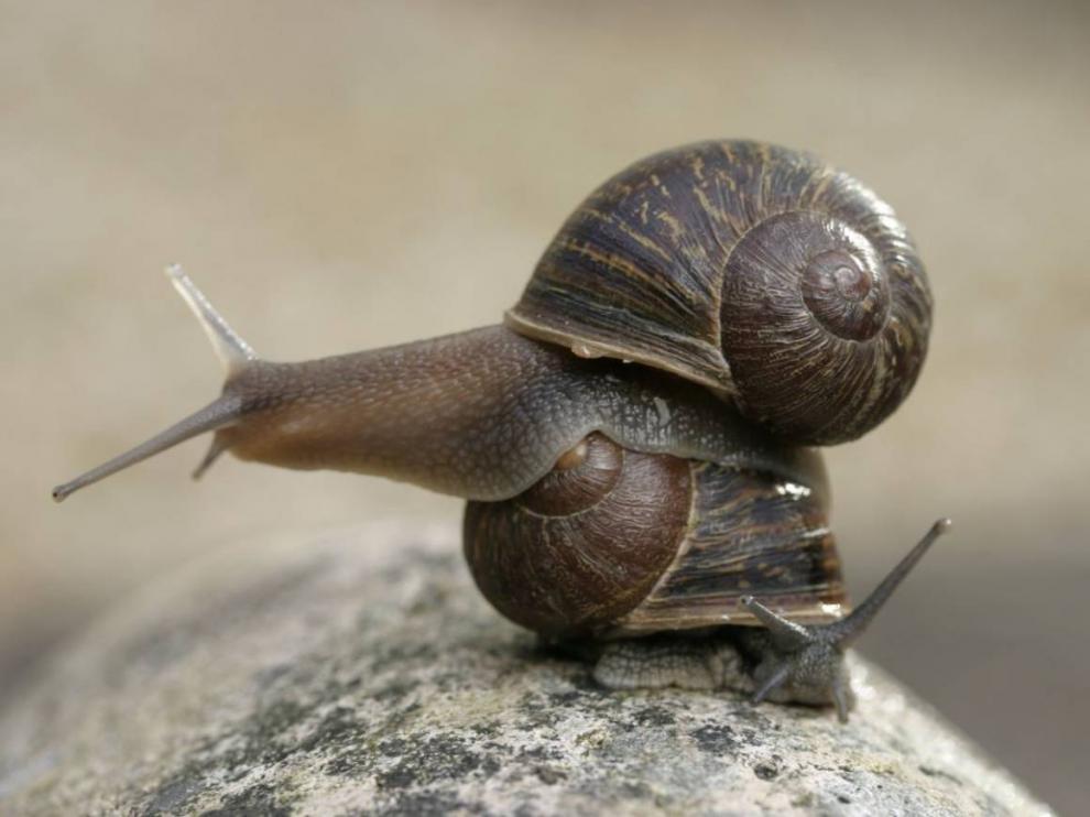El caracol Jeremy (arriba) con su concha con la espiral hacia la izquierda y Theresa (abajo) con la espiral hacia la derecha.