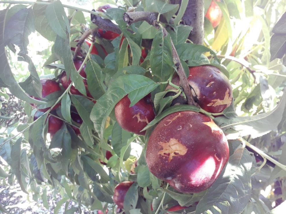 Los frutales han sido las producciones más afectadas por las adversidades del clima durante el primer semestre del año.