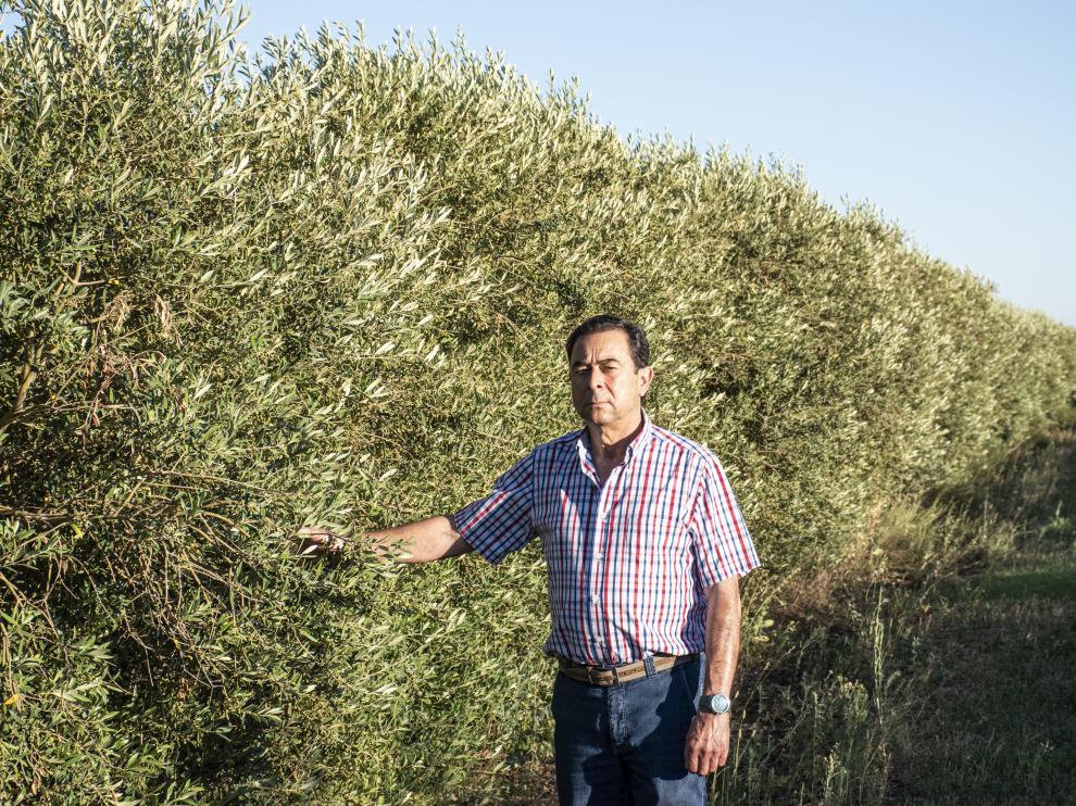 Lorenzo Urroz en su finca, donde cuenta con olivos de la variedad arbequina.