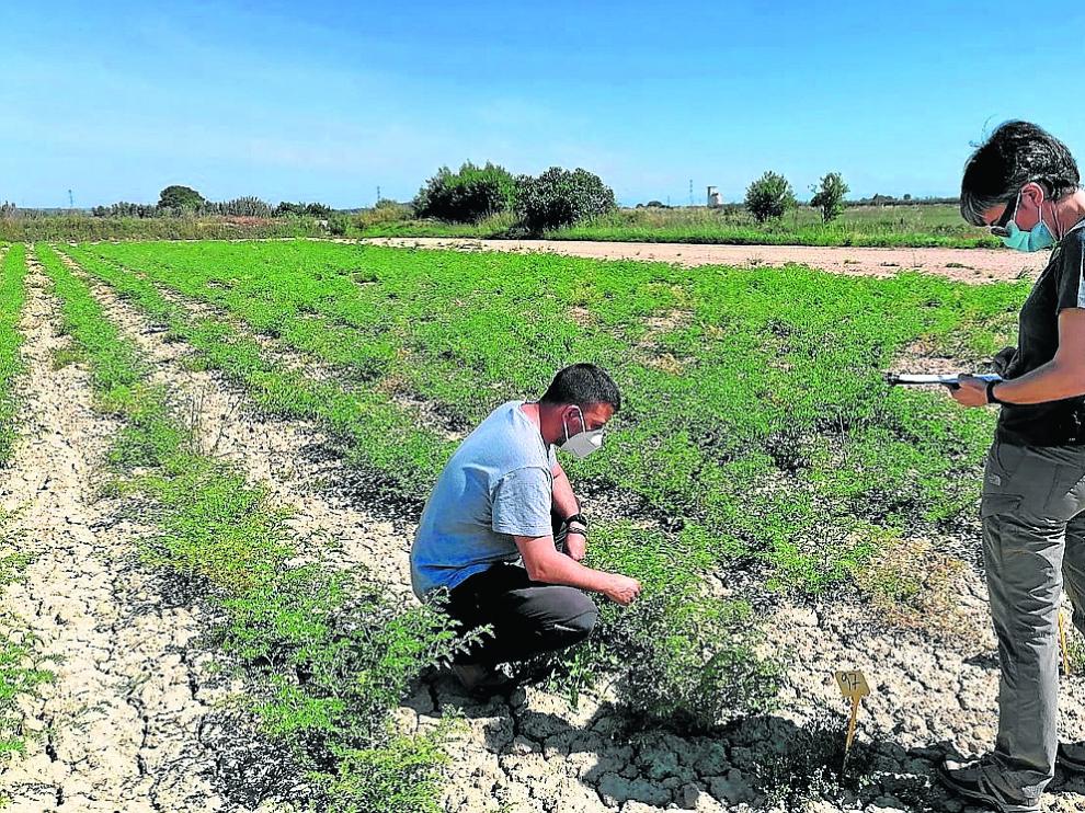 Los garbanzos piden paso en las tierras de cultivo