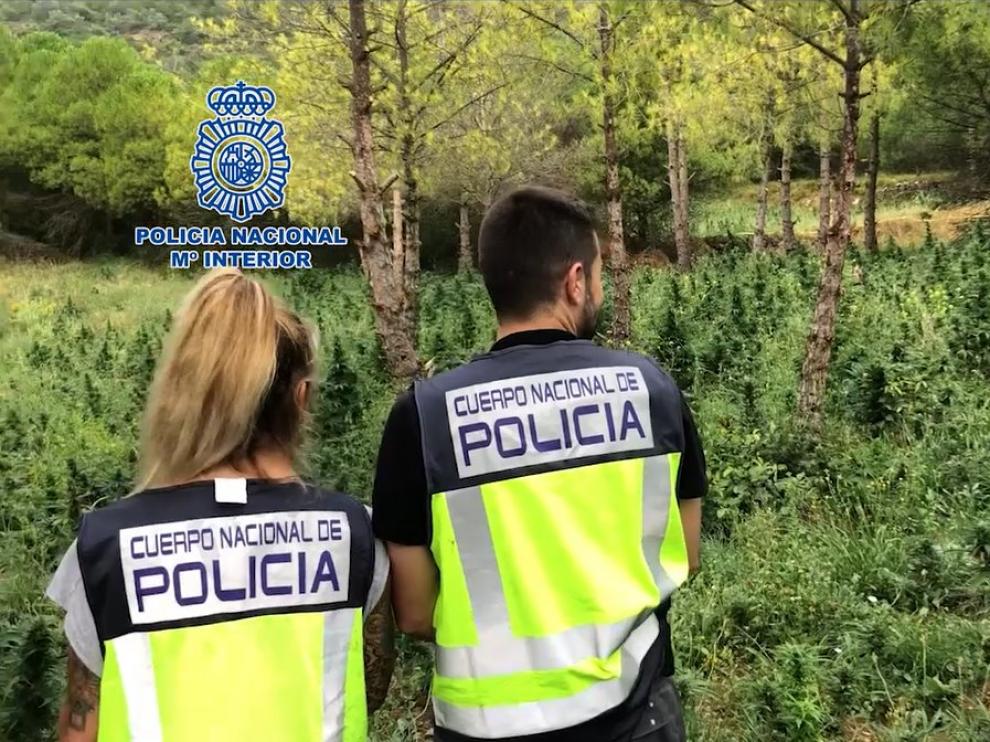 Dos agentes de la Policía Nacional, en la plantación de la Ribagorza.