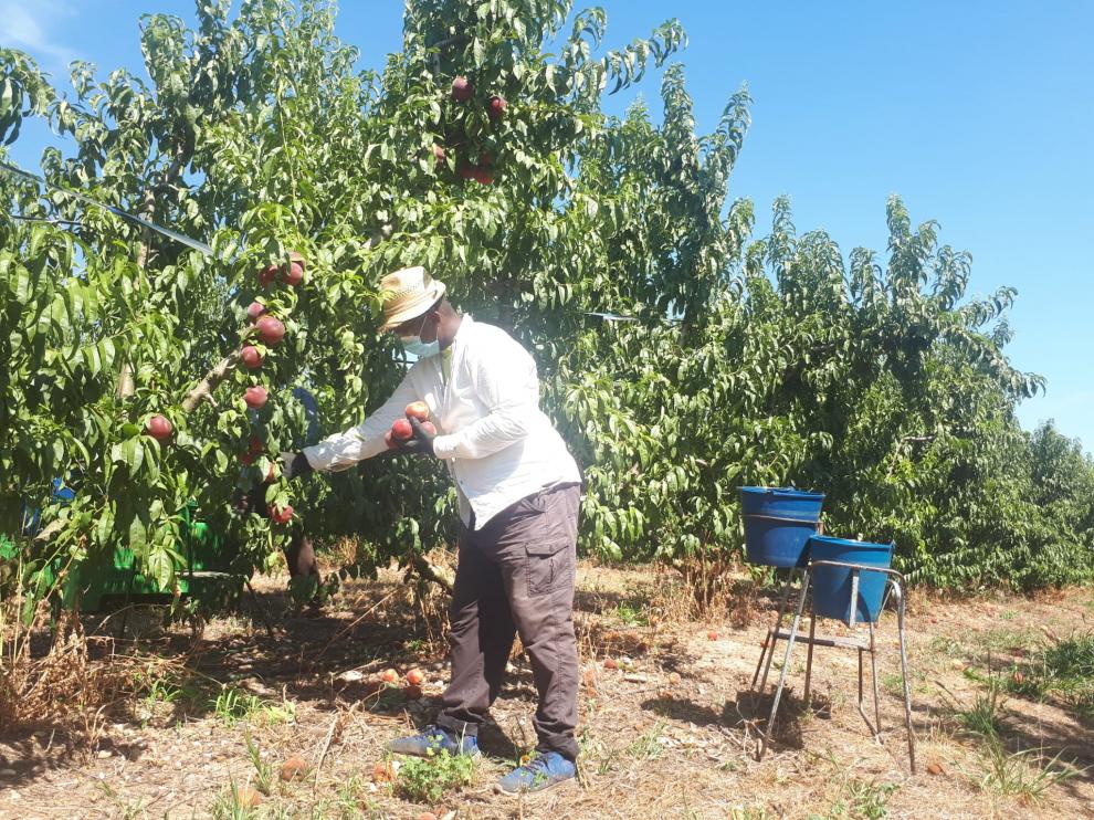 Mouctar, un temporero de Guinea, trabajando en una finca de Belver de Cinca.