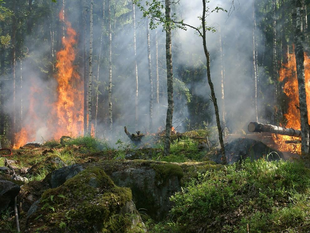 Un incendio forestal.