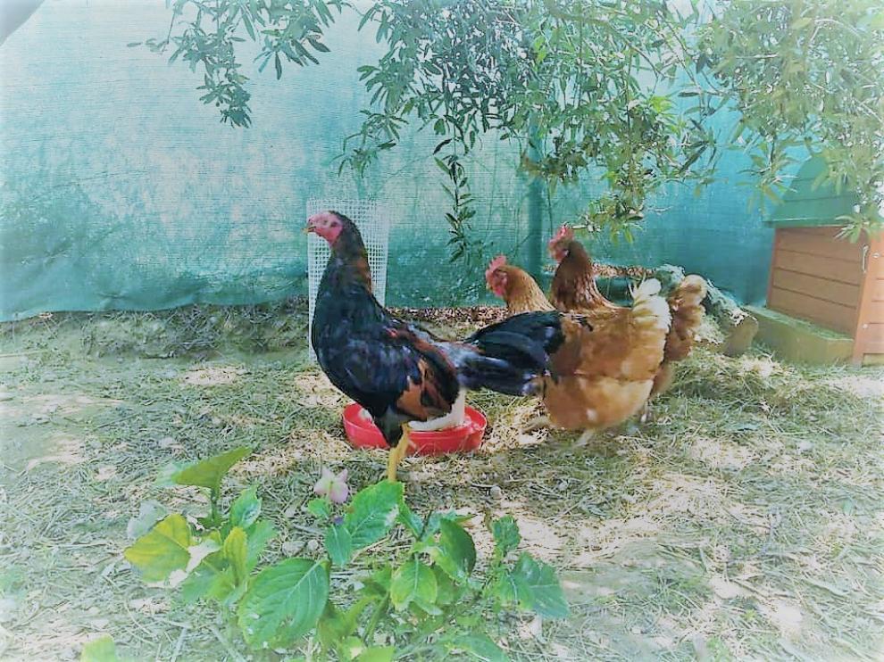 El gallo robado se recuperaba en una propiedad particular junto a otras aves.