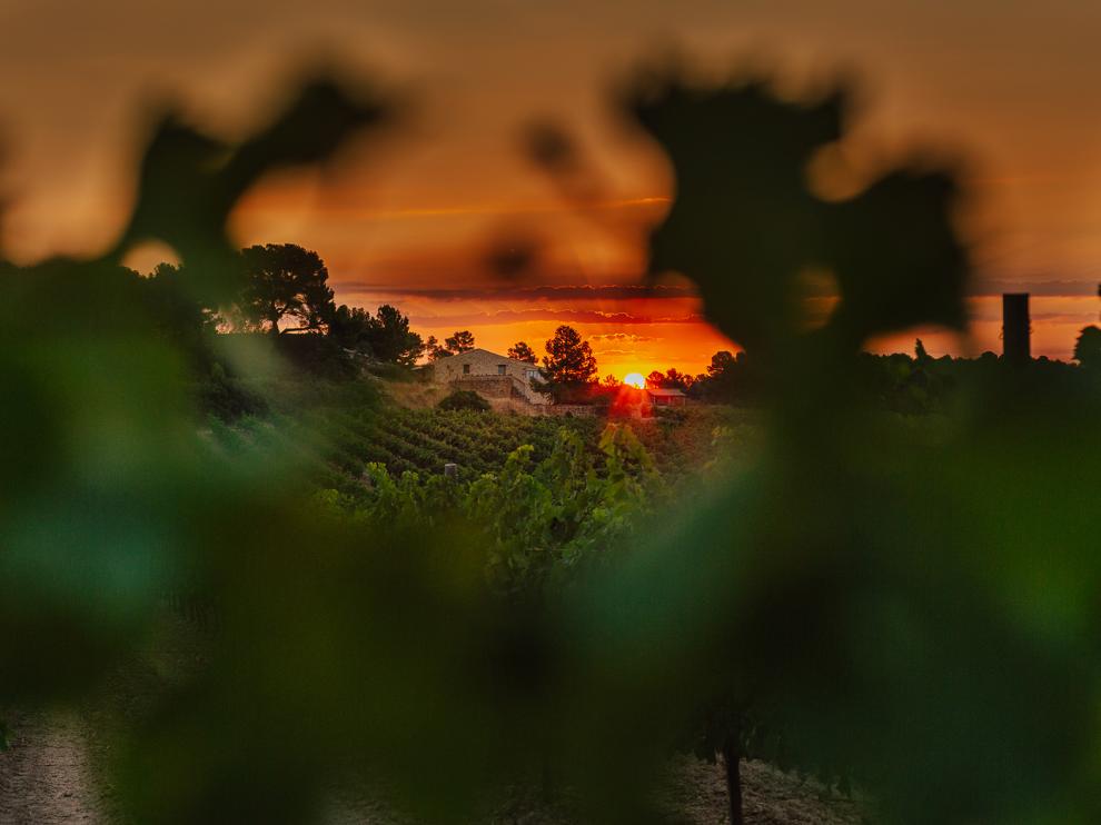 Bonita vista del viñedo de Mas de Torubio.