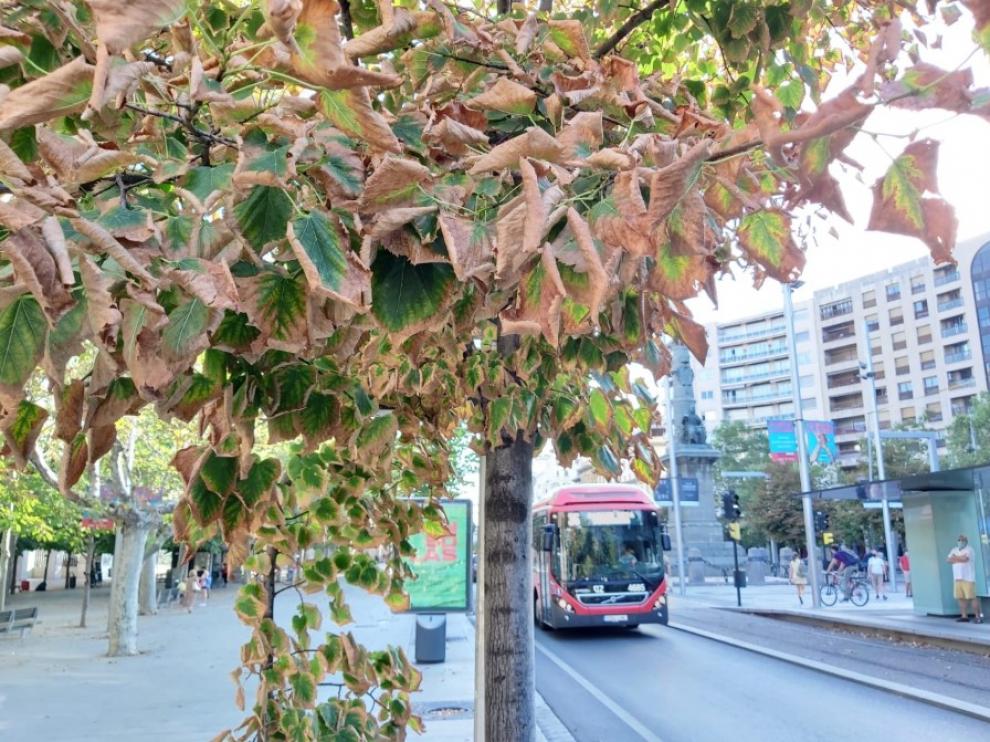 Las hojas quemadas de algunos ejemplares de los números pares del paseo.