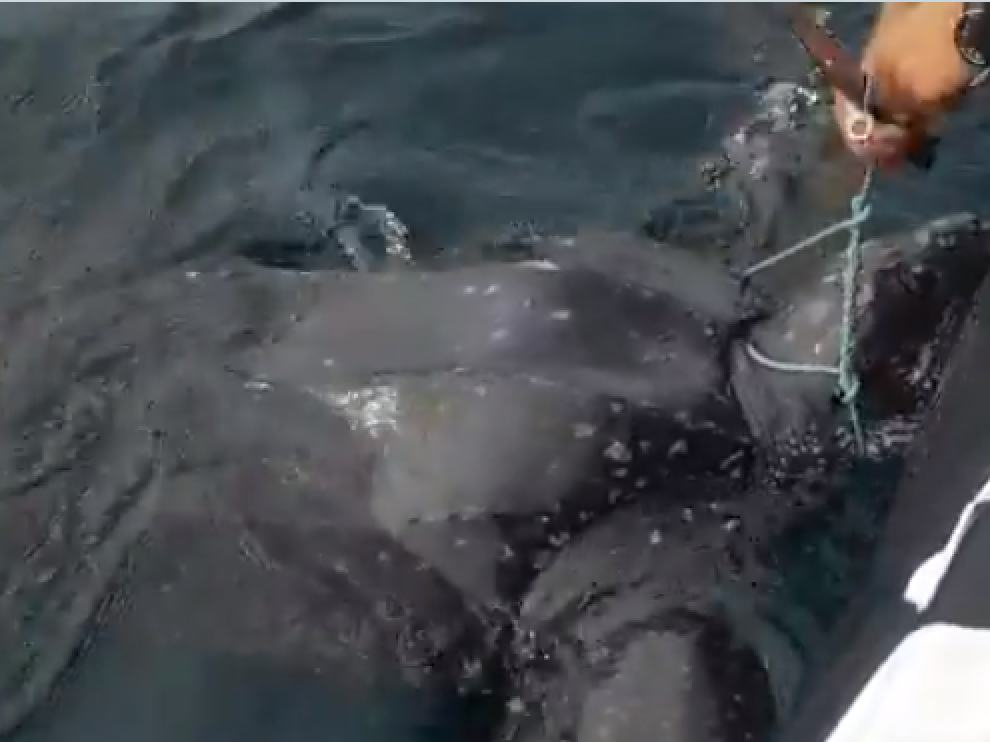 Agentes de la Guardia Civil liberaron a la tortuga en alma mar