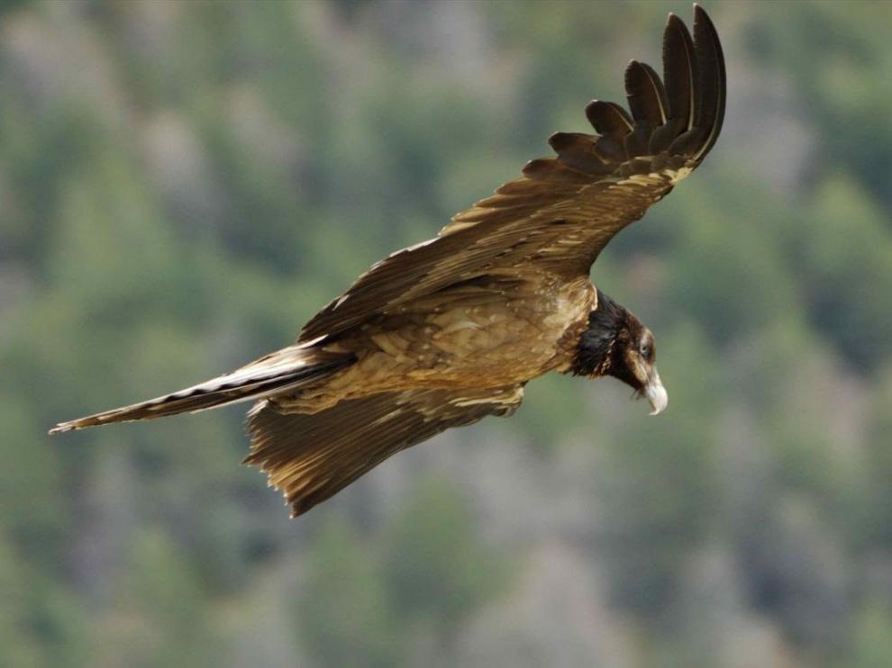 Un ejemplar de quebrantahuesos en pleno vuelo.