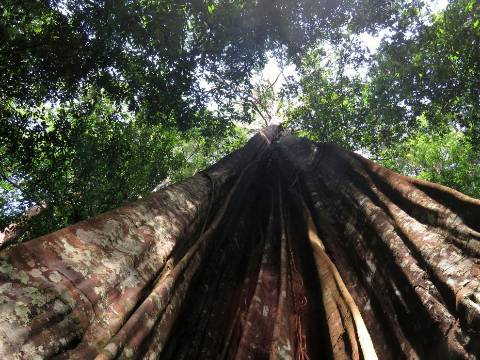 Árbol grande del Amazonas