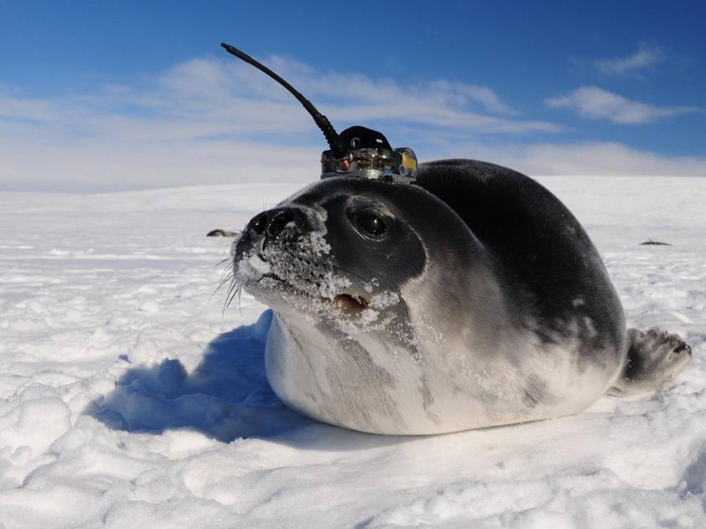Una foca de Weddell con un sensor para tomar datos oceánicos.