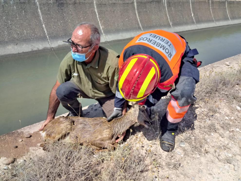Rescate de un corzo en Alcañiz