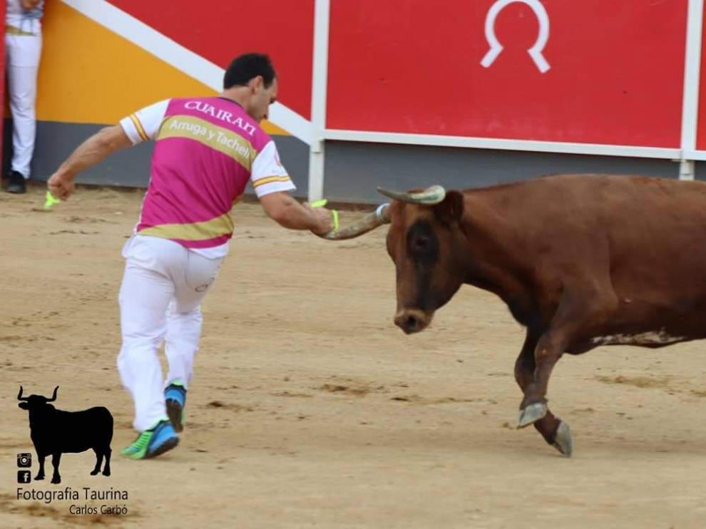 Alejandro Cuairán anillando a una vaca de Marcén.