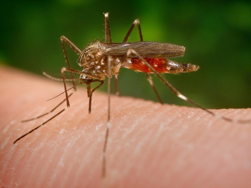 Aedes japonicus, nueva especie invasora de mosquito