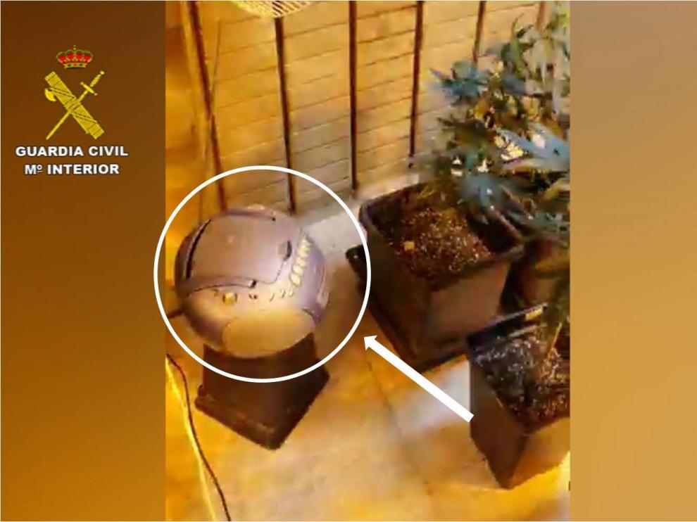 Los detenidos en Torrevieja ponían música a las plantas para que crecieran.