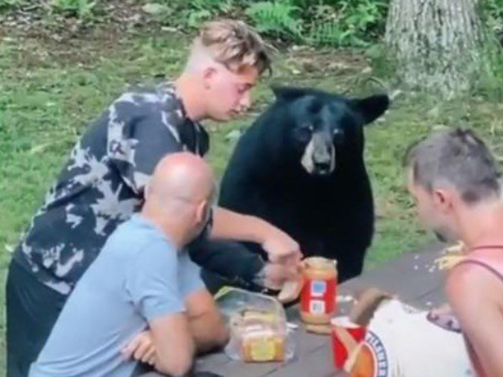 Un oso de picnic