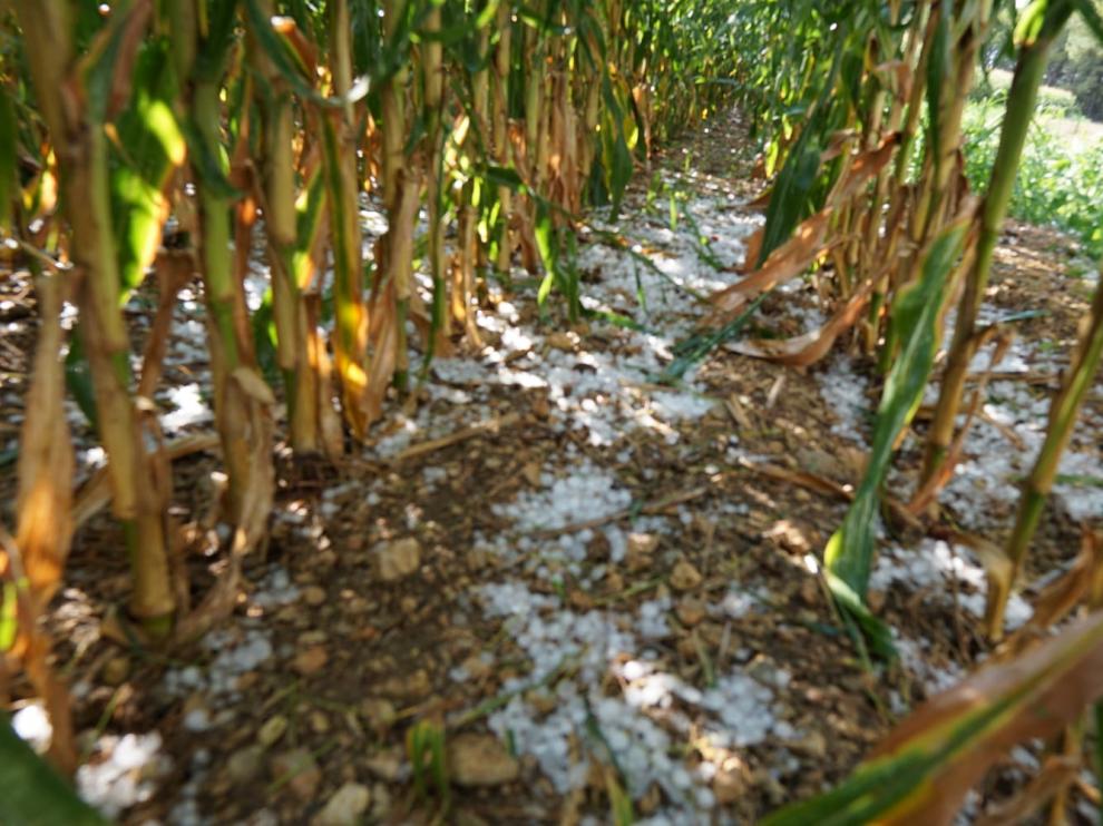 El granizo ha causado importantes daños en plantaciones de maíz.