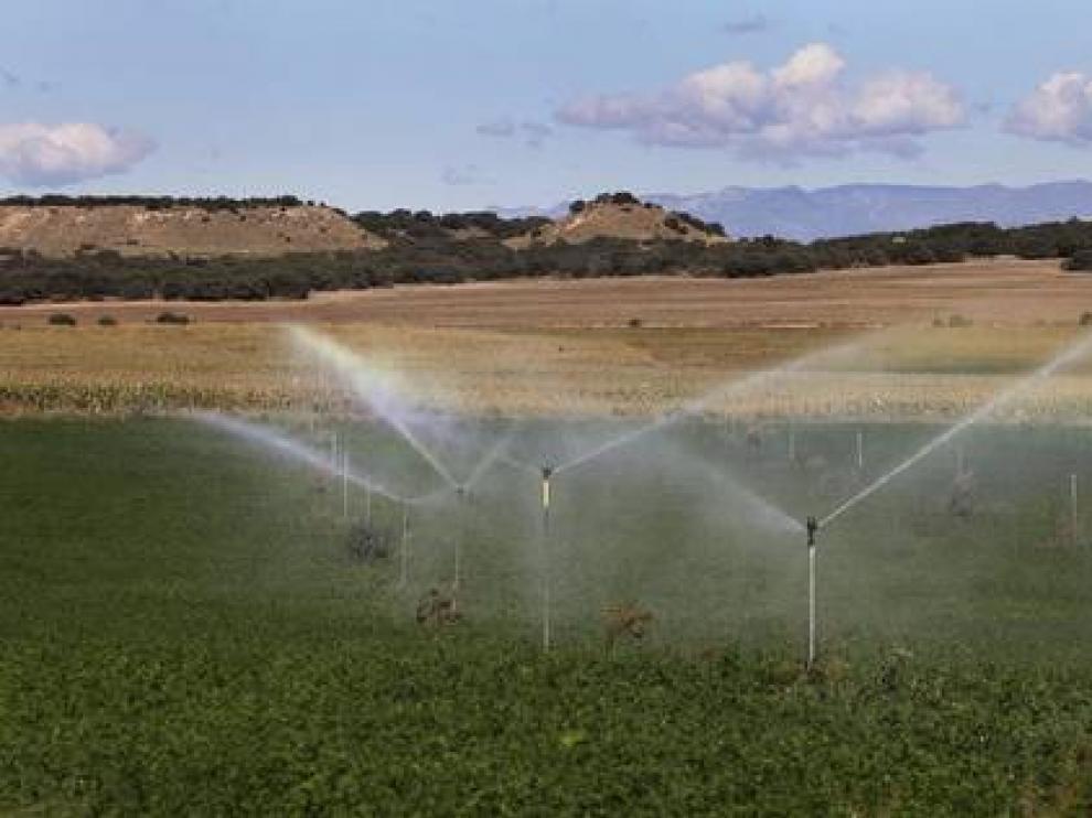 El número de hectáreas de regadío creció en los dos ejercicios analizados un 1,4%