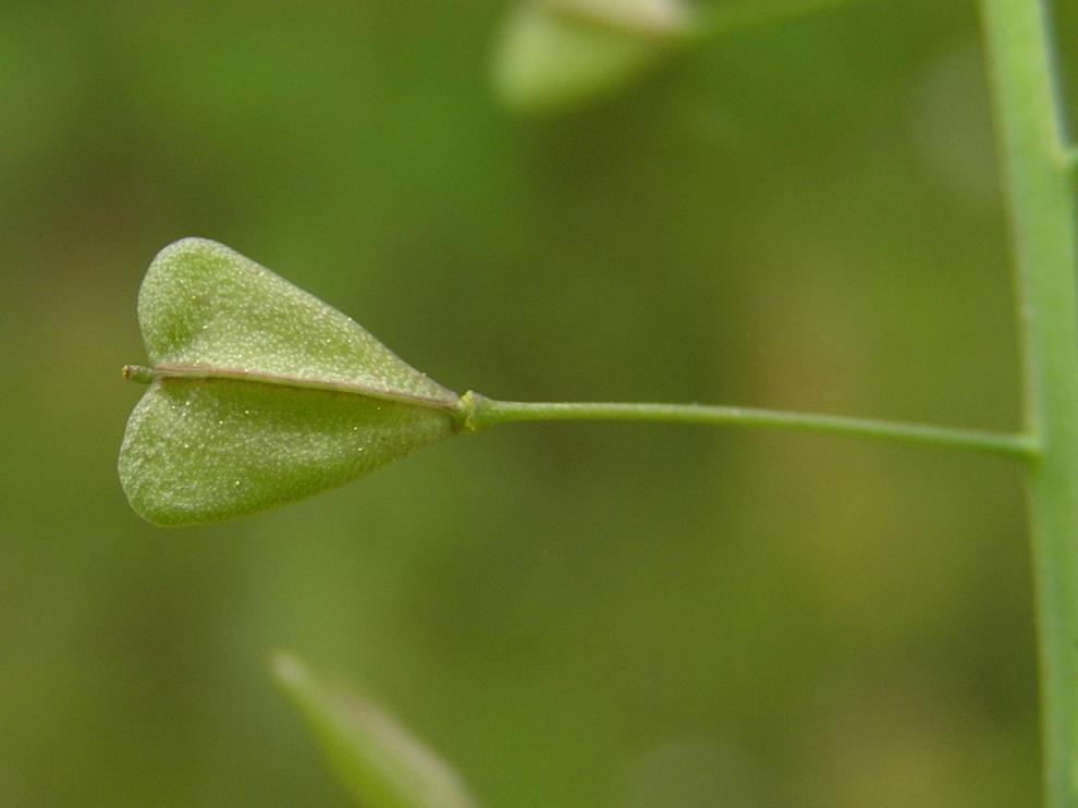 Capsella bursa-pastoris o bolsa del pastor