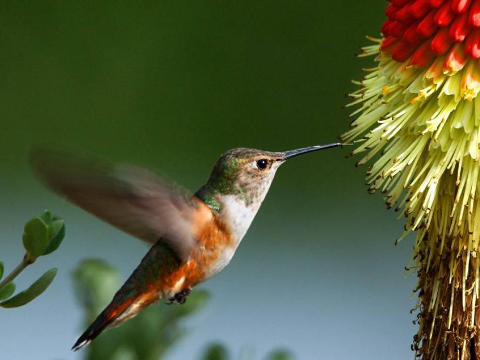 Un colibrí alimentándose del néctar de una flor.