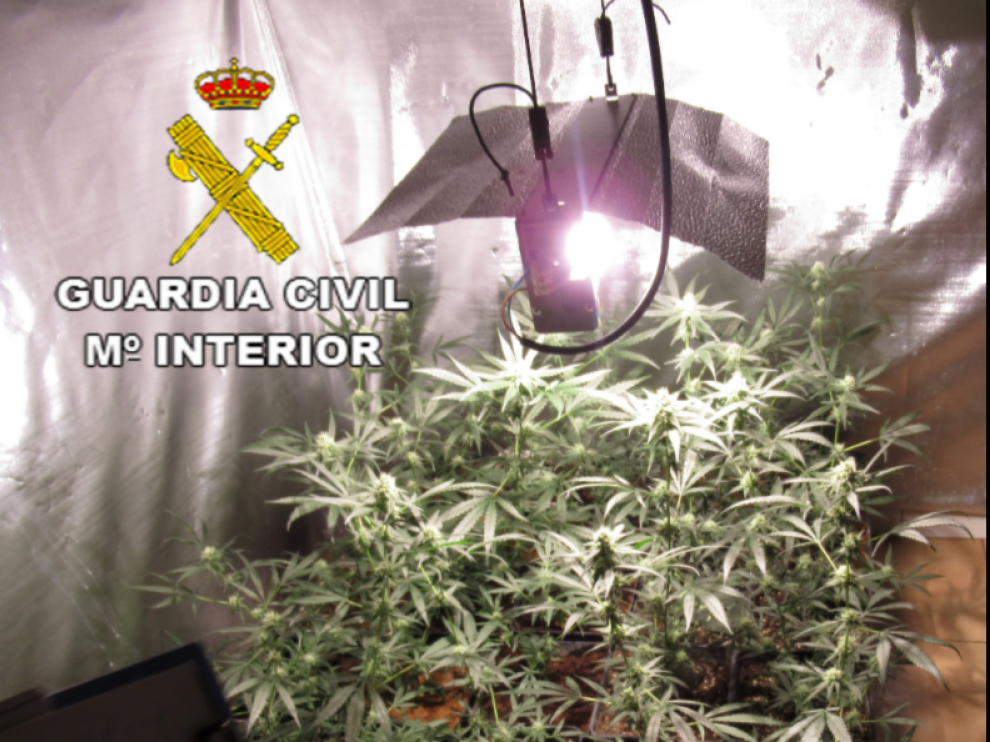 Marihuana indoor Tarragona