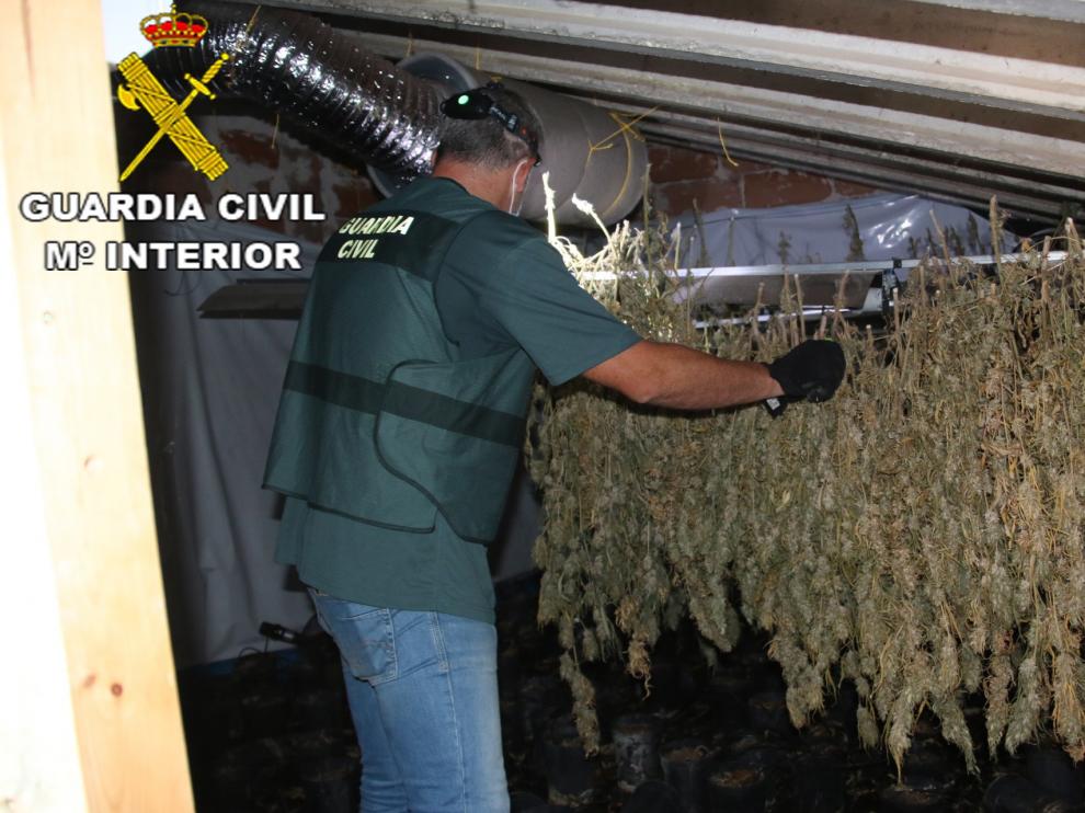 Plantación de marihuana en Alcañiz