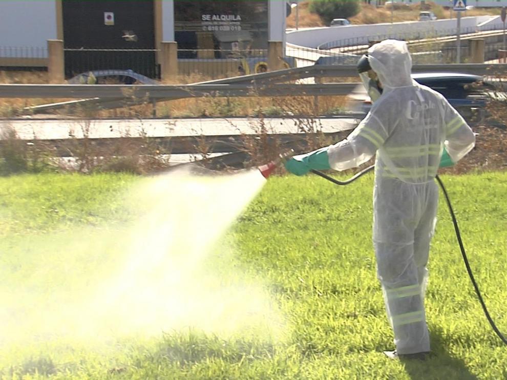 Labores de fumigación en el pueblo sevillano de Coria del Río el 17 de agosto.