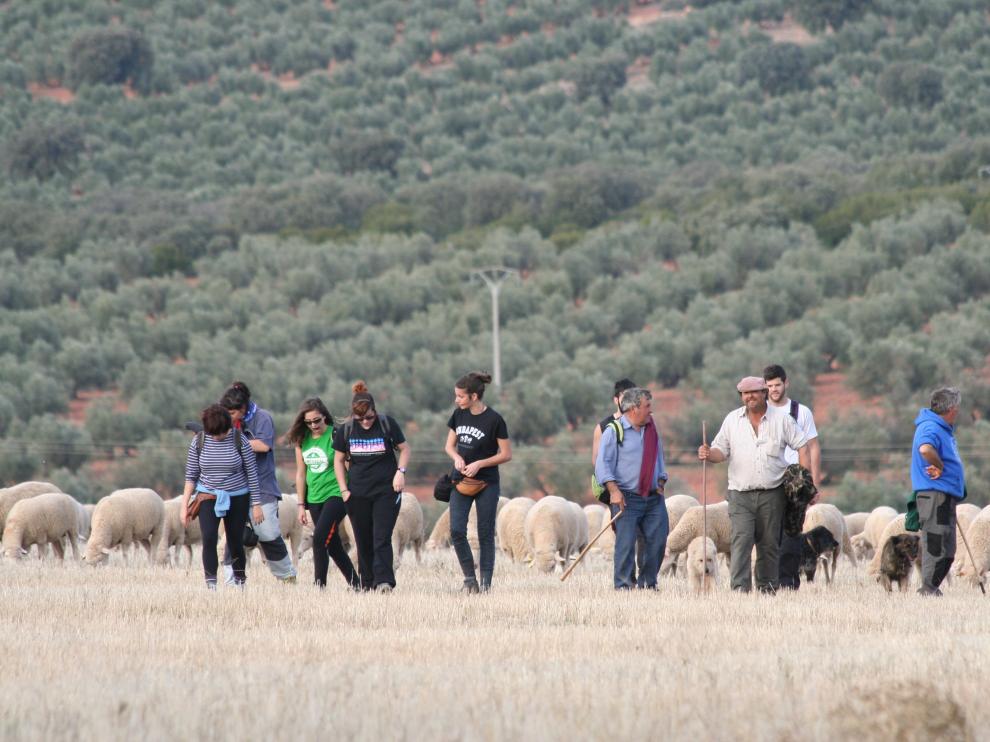 Un grupo de alumnos de la Facultad de Veterinaria participa en la trashumancia llevando, junto a los pastores, a los rebaños desde Guadalaviar a Vilches.
