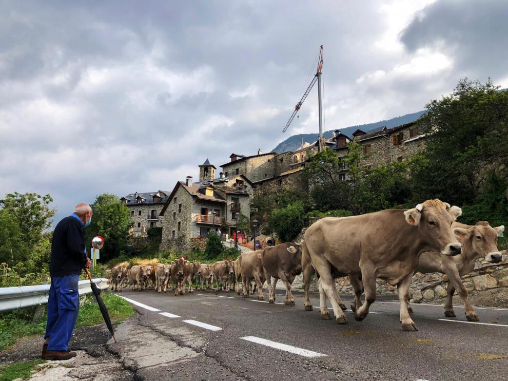 El ganado, a su paso este viernes por Cerler para encarar la carretera hacia Benasque.