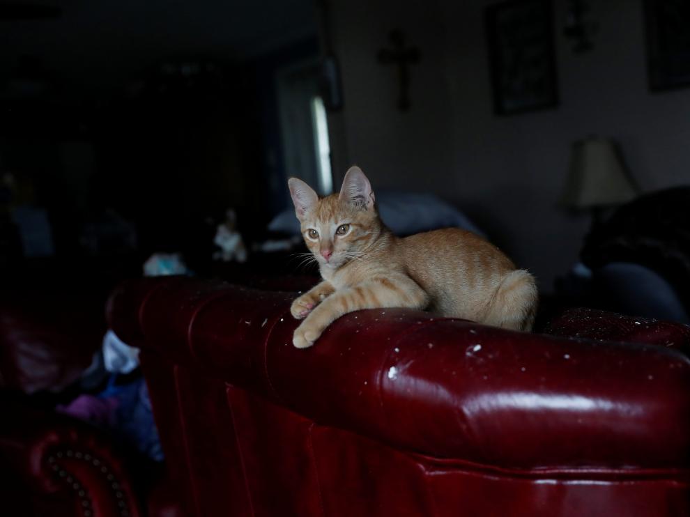 Un gato en una casa de Lousiana, este viernes en Estados Unidos,
