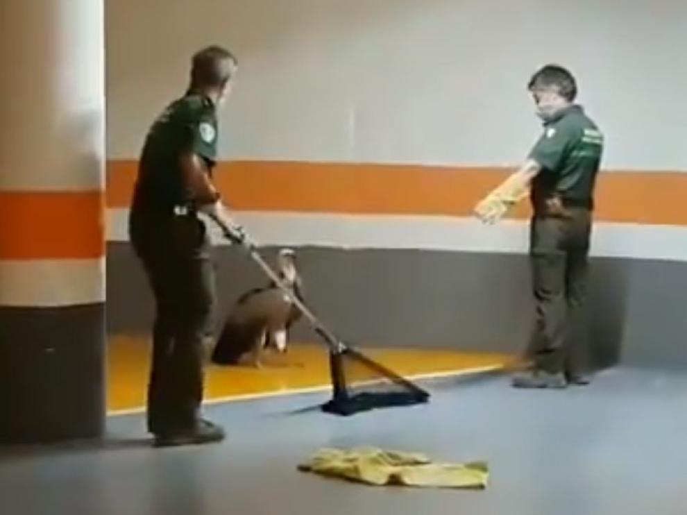 Dos agentes de la Unidad Verde del Ayuntamiento de Zaragoza se acerca al buitre en el garaje