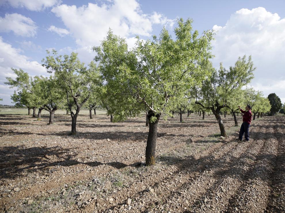 Almendros en Sarrión, Teruel.