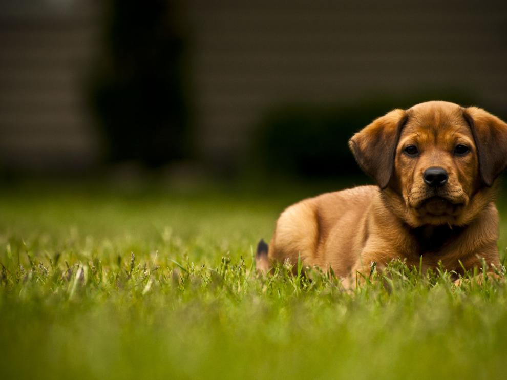Las personas que interactuaron con perros de terapia aumentaron significativamente sus niveles de oxitocina.
