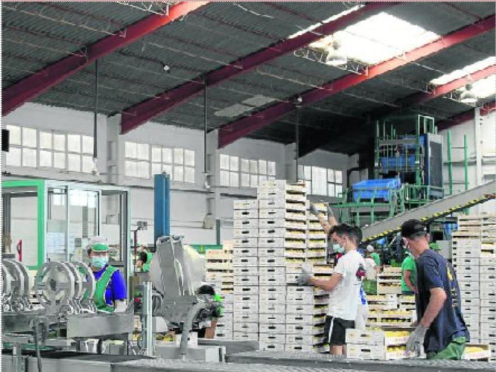 Almacén de la Cooperativa San Miguel, donde se ha doblado la contratación de jóvenes locales.