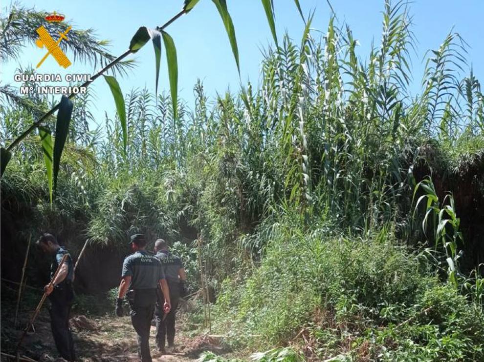 Imagen de la plantación localizada.
