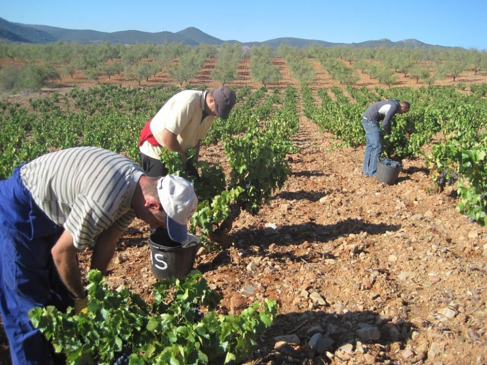 Un momento de la vendimia en los viñedos de la D. O. Calatayud, la pasada campaña.