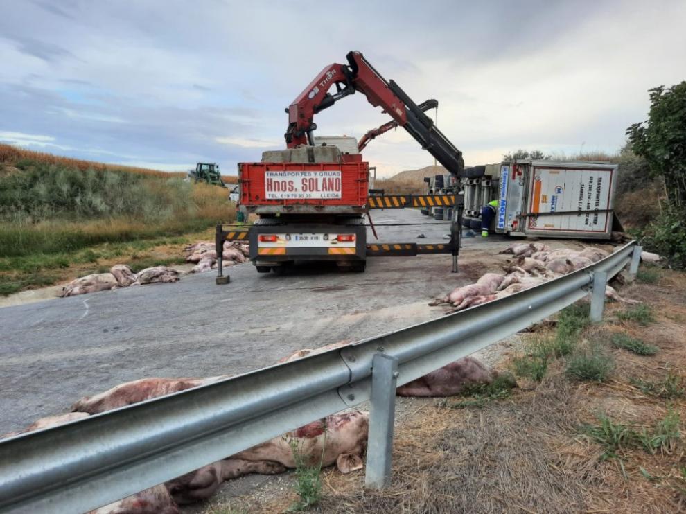 Tras retirar la caja del camión, sobre las 9.00 la empres SARGA procedía a la retirada de los cerdos muertos