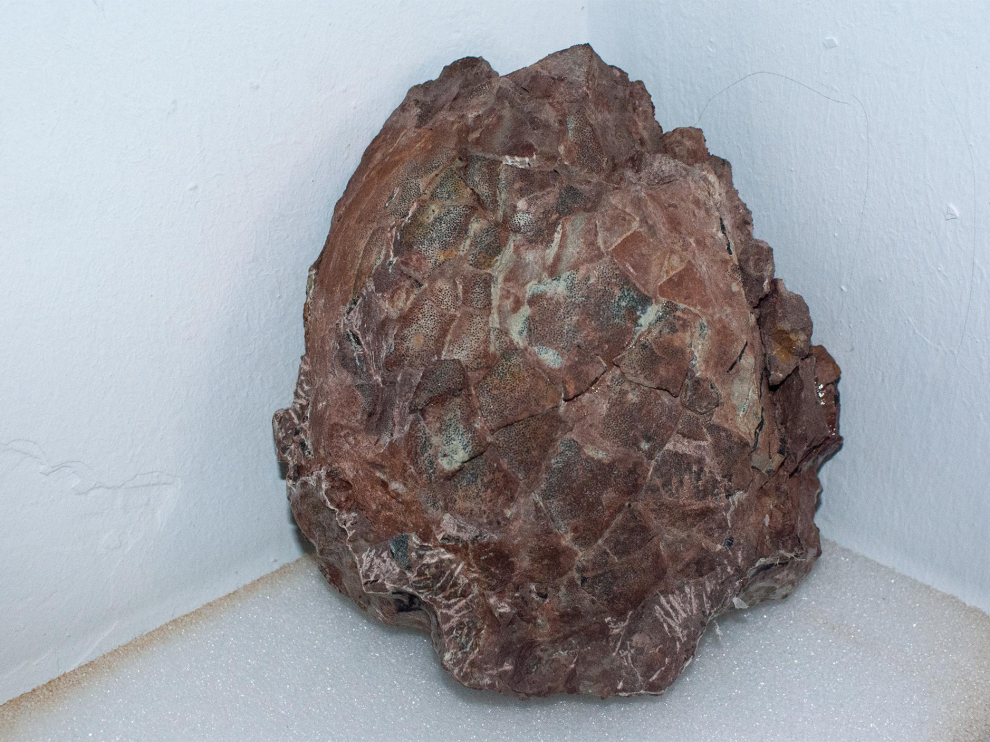 Imágenes de los paleontólogos y del nido de dinosaurio con los huevos.