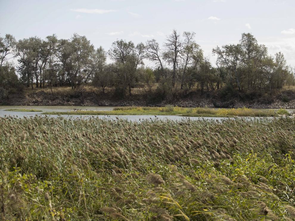 Vegetación e islas de grava en el cauce del río Ebro en Villafranca y El Burgo.
