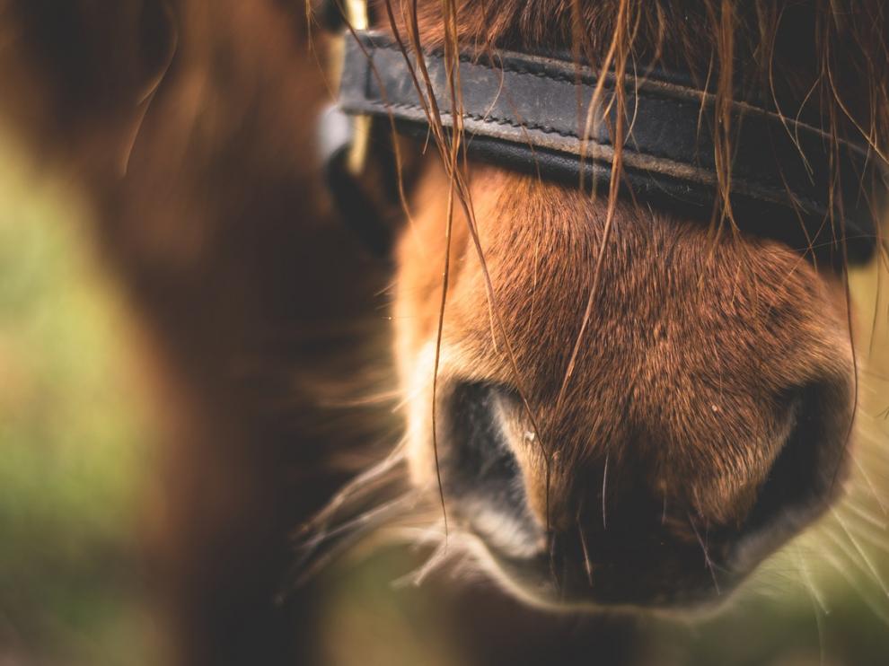 Foto de archivo de un poni