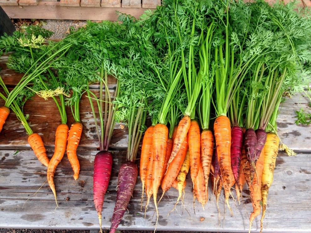 Huertos urbanos: recolección de zanahorias.