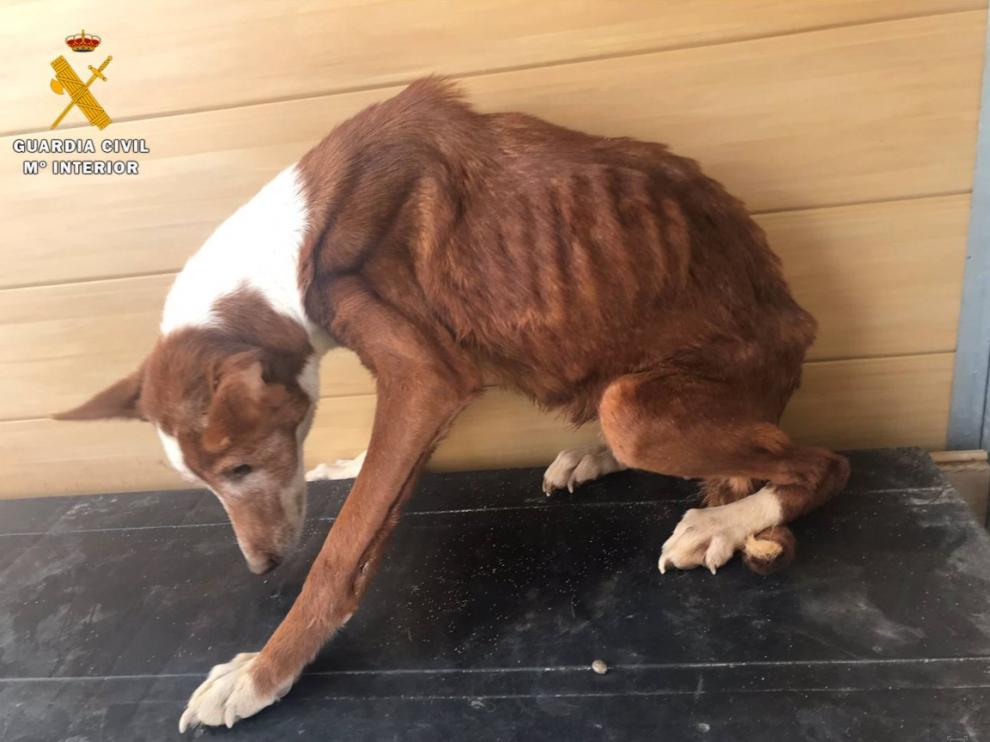 La perra de raza podenco andaluz que presentaba signos de maltrato.